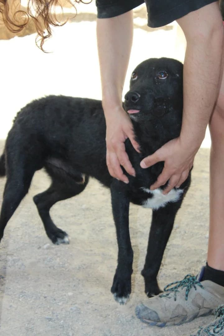 Felix, male young German Shepherd for adoption at Hands4Animals e.V., Töging