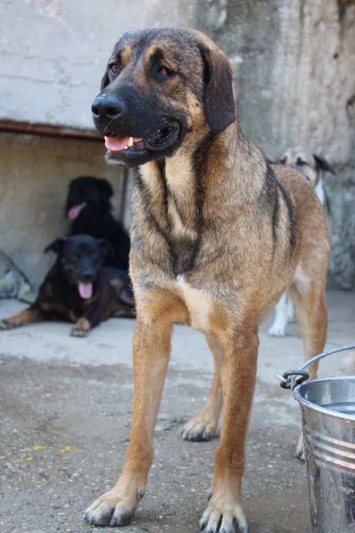 Feodor, male young Mixed Breed for adoption at Hands4Animals e.V., Töging
