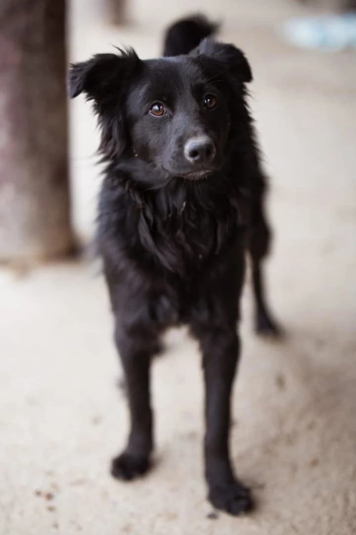 Filou, male puppy Mixed Breed for adoption at Hands4Animals e.V., Töging