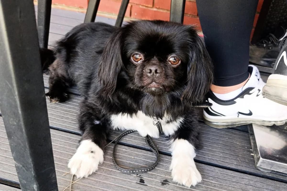 Fleki, male 5yo Mixed Breed for adoption at Hands4Animals e.V., Töging