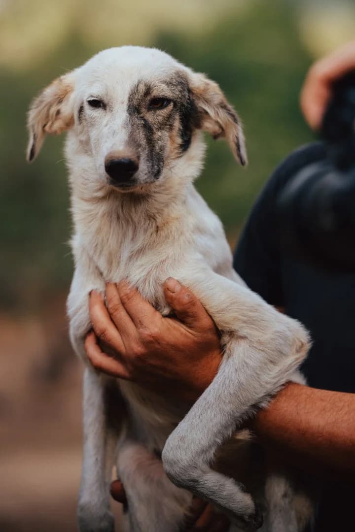 Flekica, female puppy Mixed Breed for adoption at Hands4Animals e.V., Töging