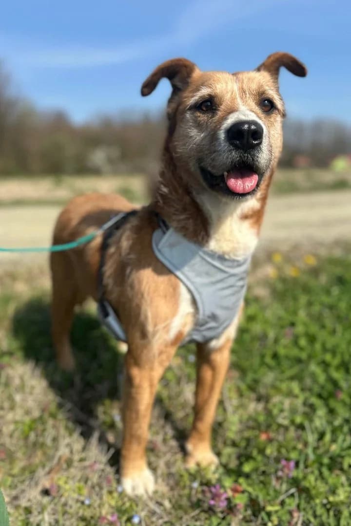 Floki, male senior Mixed Breed for adoption at Hands4Animals e.V., Töging