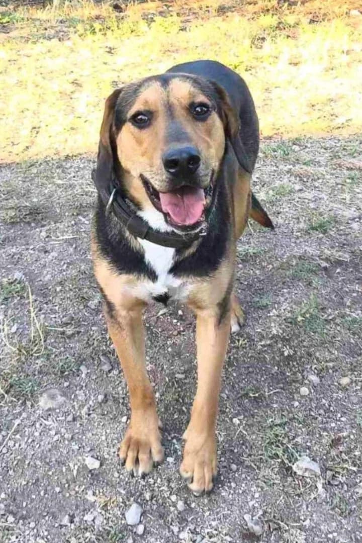 Floki, male young Mixed Breed for adoption at Hands4Animals e.V., Töging
