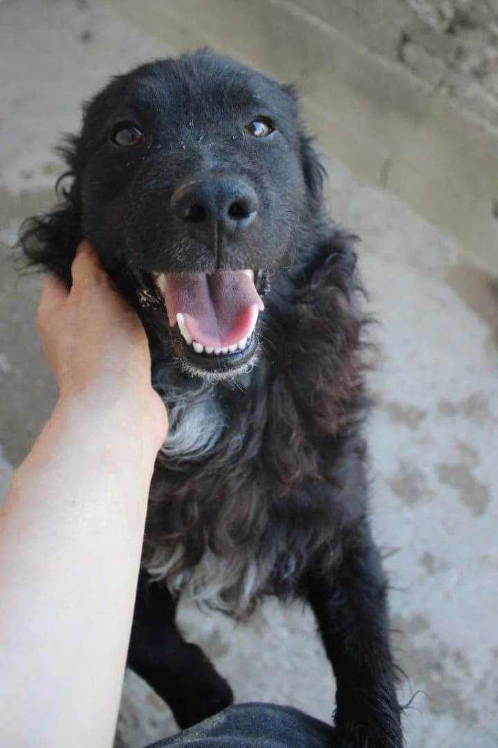 Flynn, male young German Shepherd for adoption at Hands4Animals e.V., Töging