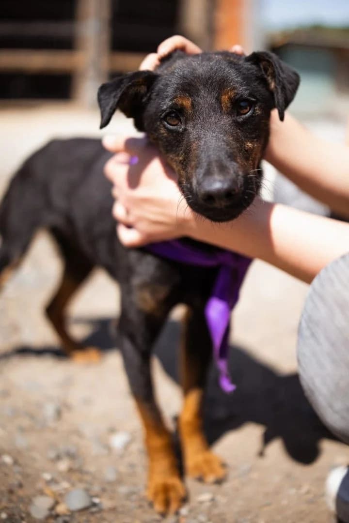 Freddie, male puppy Mixed Breed for adoption at Hands4Animals e.V., Töging