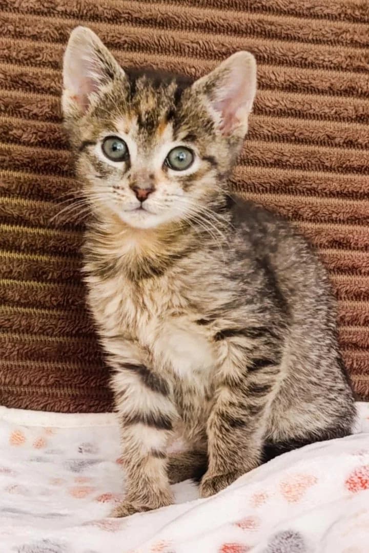Fussel, male puppy Mixed Breed Cat for adoption at Hands4Animals e.V., Töging