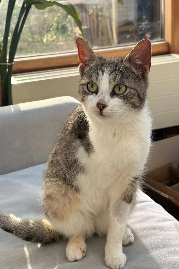 GABBI in 22767 Hamburg, male puppy Mixed Breed Cat for adoption at Hands4Animals e.V., Töging