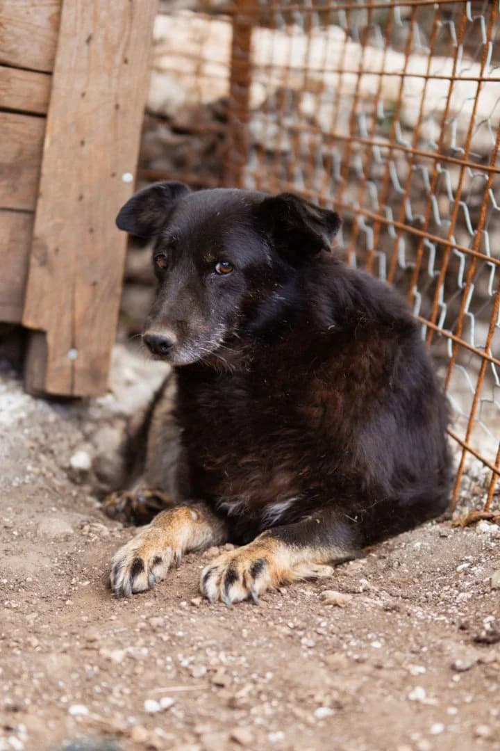 Gara, female senior Mixed Breed for adoption at Hands4Animals e.V., Töging