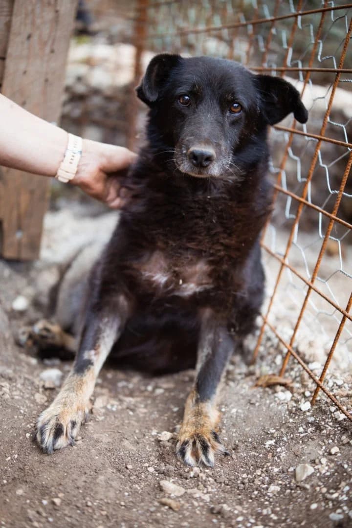 Gara, female senior Mixed Breed for adoption at Hands4Animals e.V., Töging