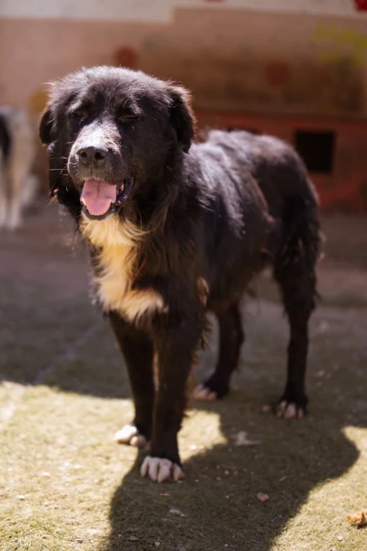 Garo, male 3yo Mixed Breed for adoption at Hands4Animals e.V., Töging