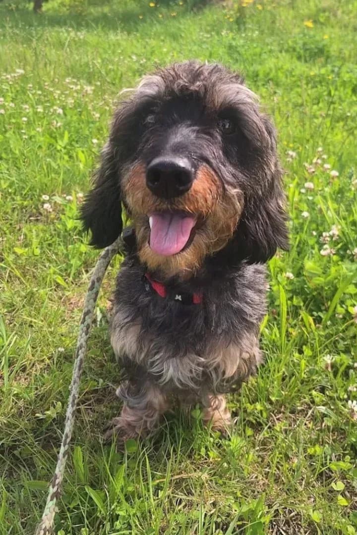 Gatsby, male Dachshund for adoption at Hands4Animals e.V., Töging