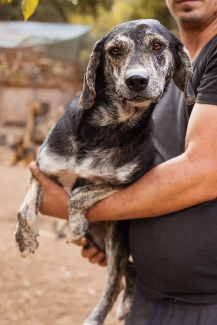 Gina, female young Mixed Breed for adoption at Hands4Animals e.V., Töging