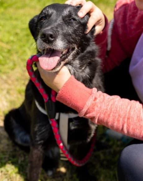 Gita, female senior Mixed Breed for adoption at Hands4Animals e.V., Töging