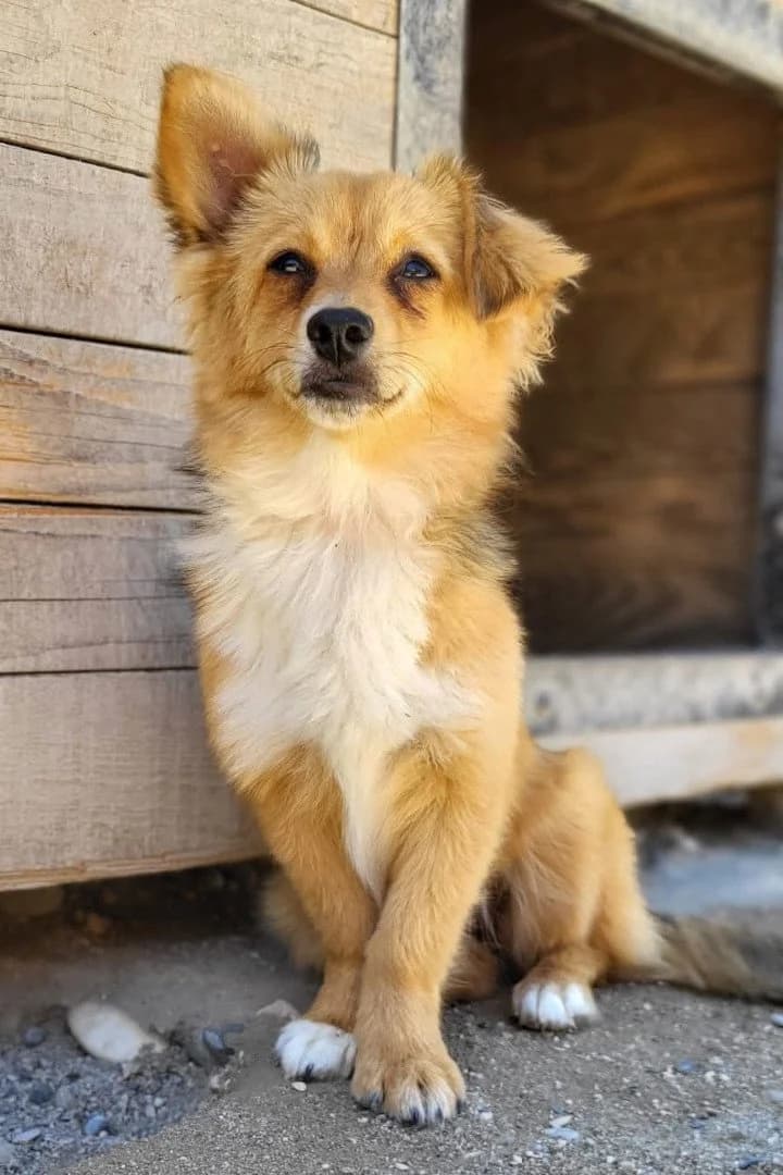 Goldina, female puppy Mixed Breed for adoption at Hands4Animals e.V., Töging