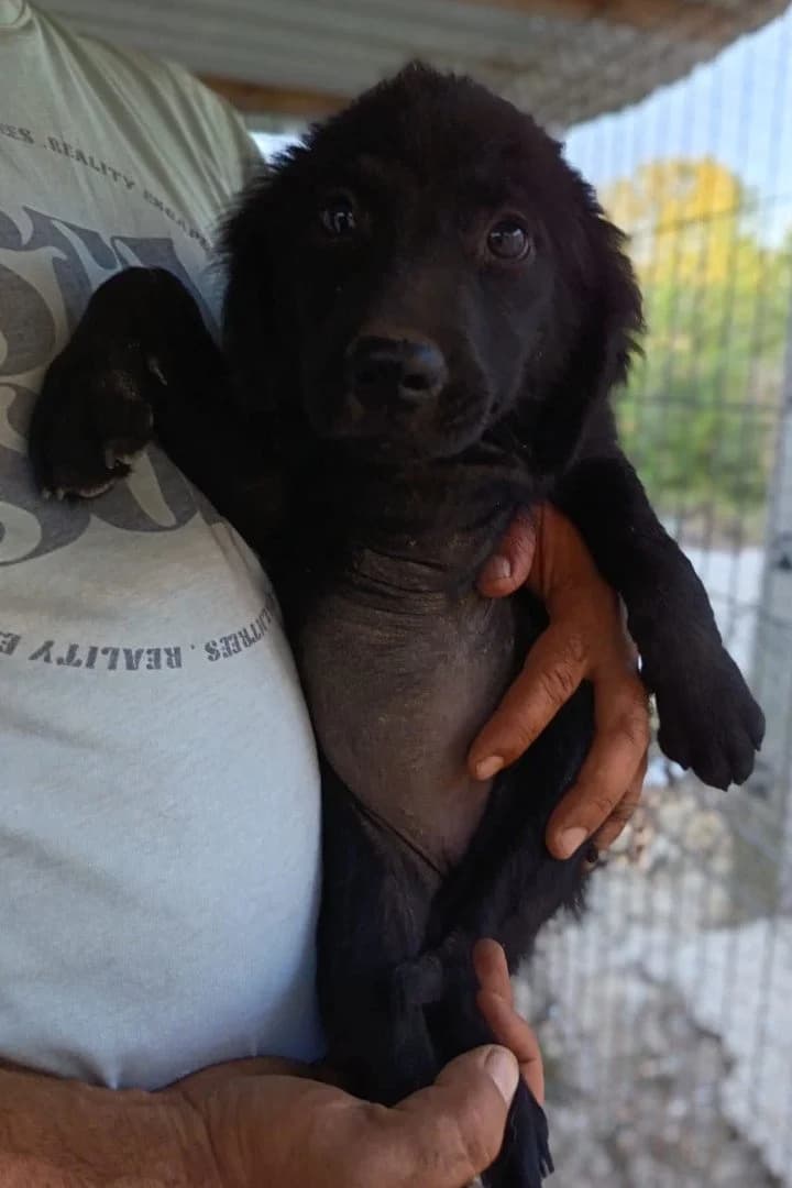 Gracie, female puppy Mixed Breed for adoption at Hands4Animals e.V., Töging