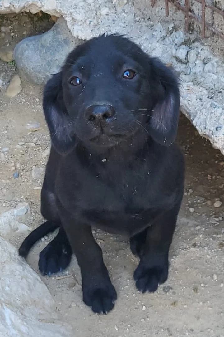 Gracie, female puppy Mixed Breed for adoption at Hands4Animals e.V., Töging