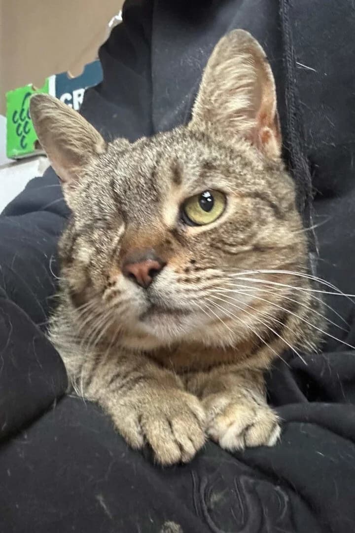 Greta, female young Mixed Breed Cat for adoption at Hands4Animals e.V., Töging