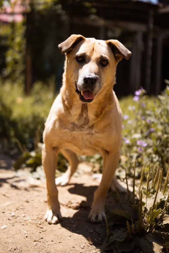 Gringo, male senior Mixed Breed for adoption at Hands4Animals e.V., Töging