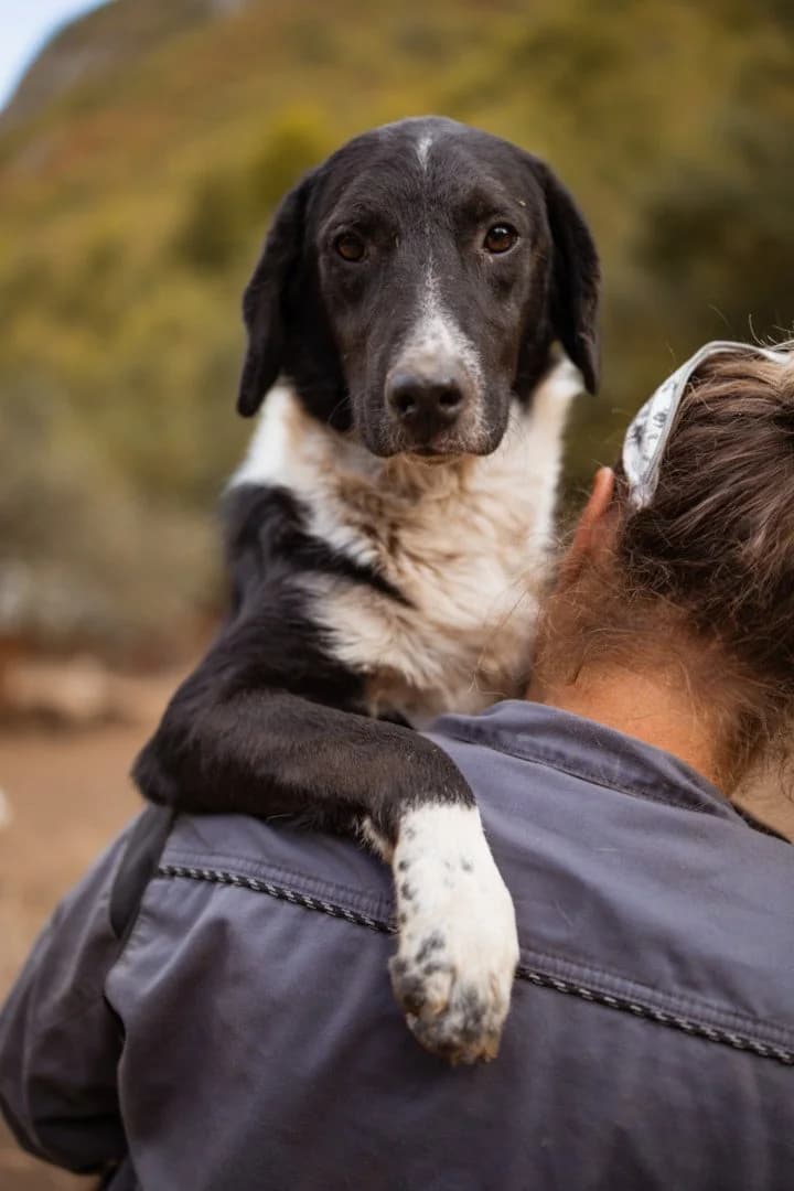 Grof, male young Mixed Breed for adoption at Hands4Animals e.V., Töging