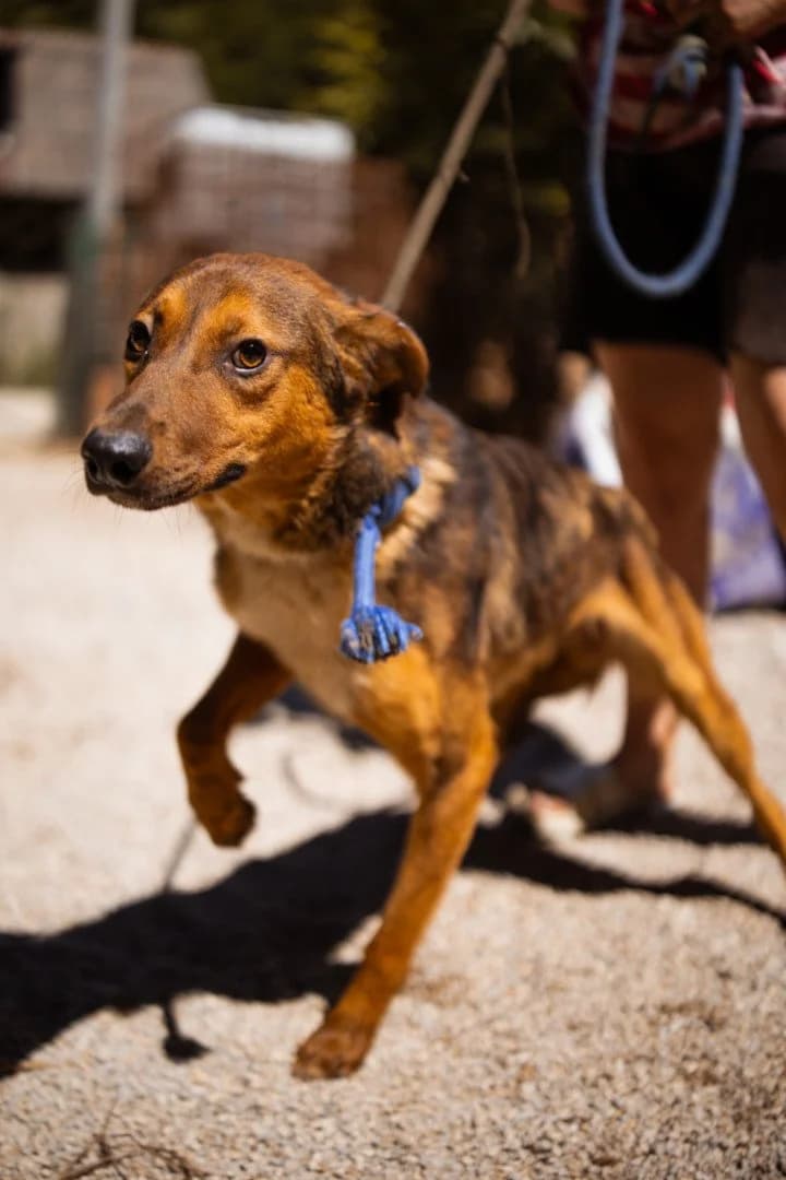 Hugo, male young Mixed Breed for adoption at Hands4Animals e.V., Töging