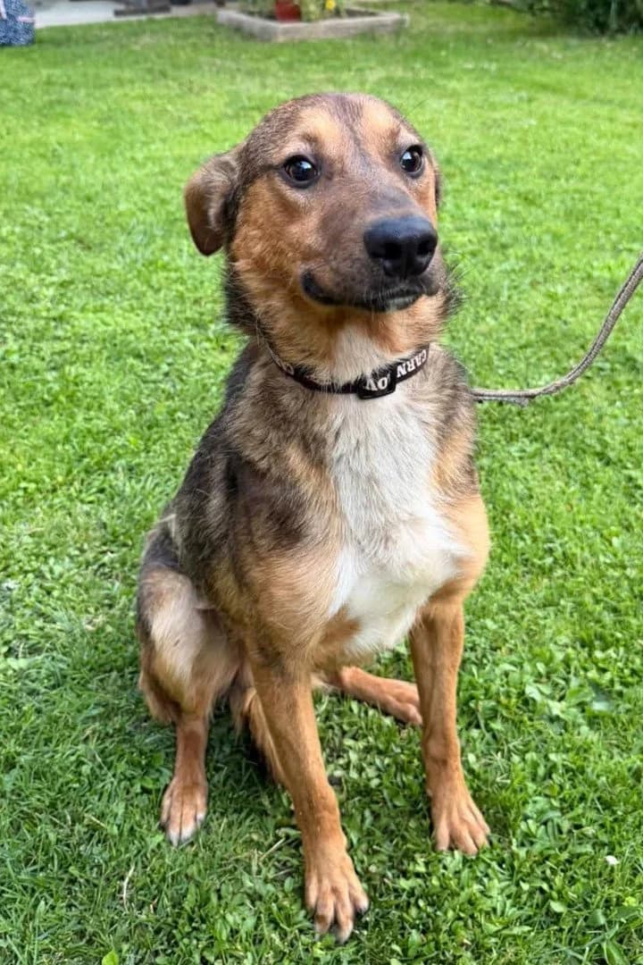 Hugo, male young Mixed Breed for adoption at Hands4Animals e.V., Töging