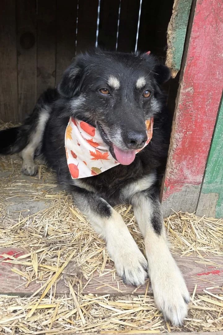Ivica, male senior Mixed Breed for adoption at Hands4Animals e.V., Töging
