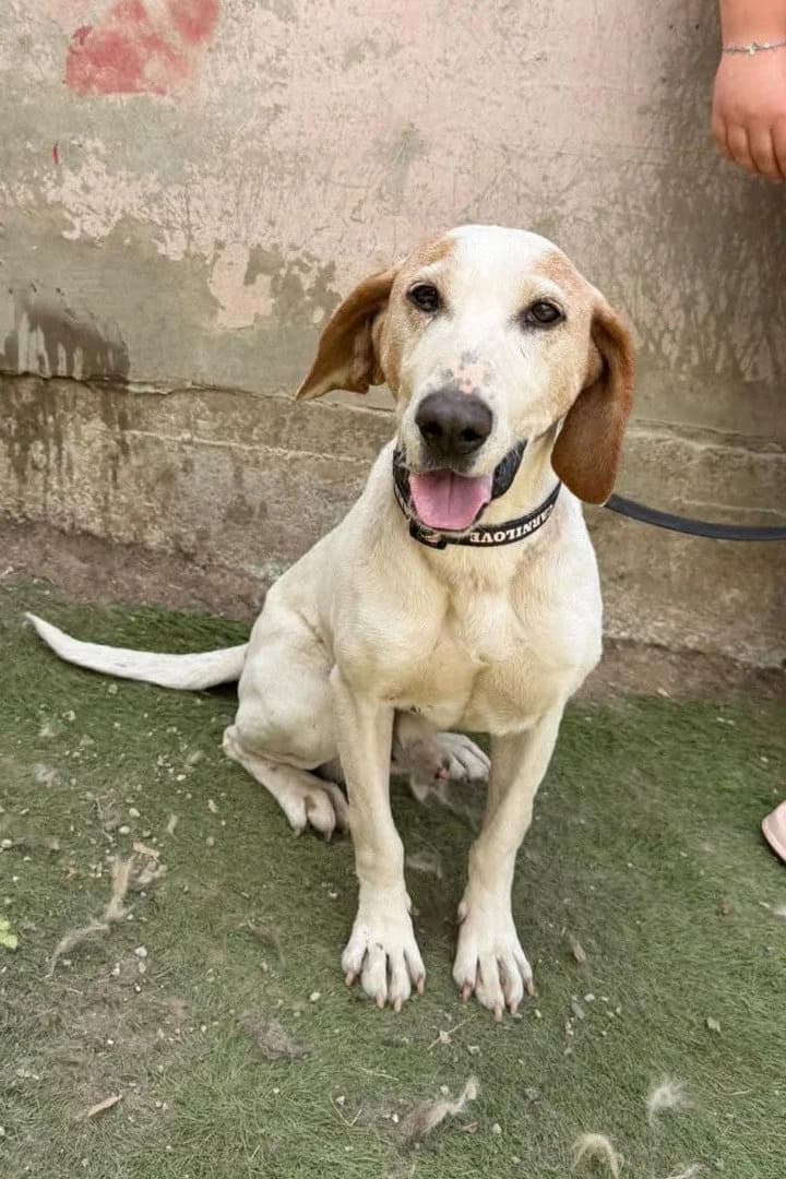 Ivica, male 5yo Mixed Breed for adoption at Hands4Animals e.V., Töging