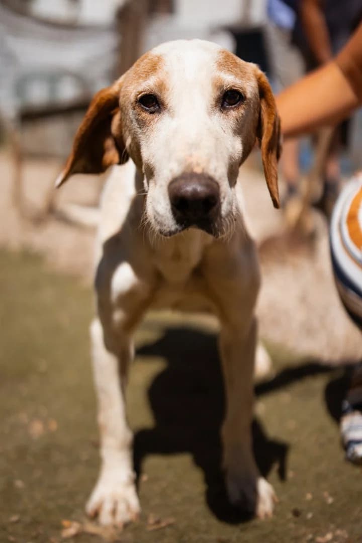 Ivica, male 5yo Mixed Breed for adoption at Hands4Animals e.V., Töging