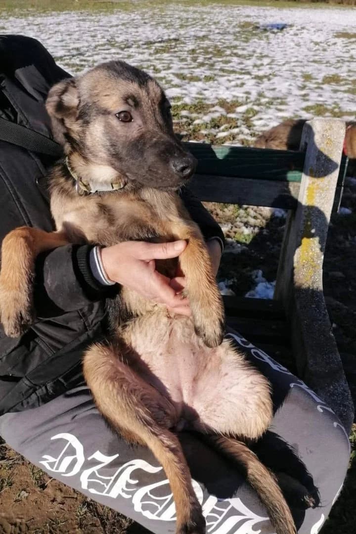Izzy, female puppy Mixed Breed for adoption at Hands4Animals e.V., Töging