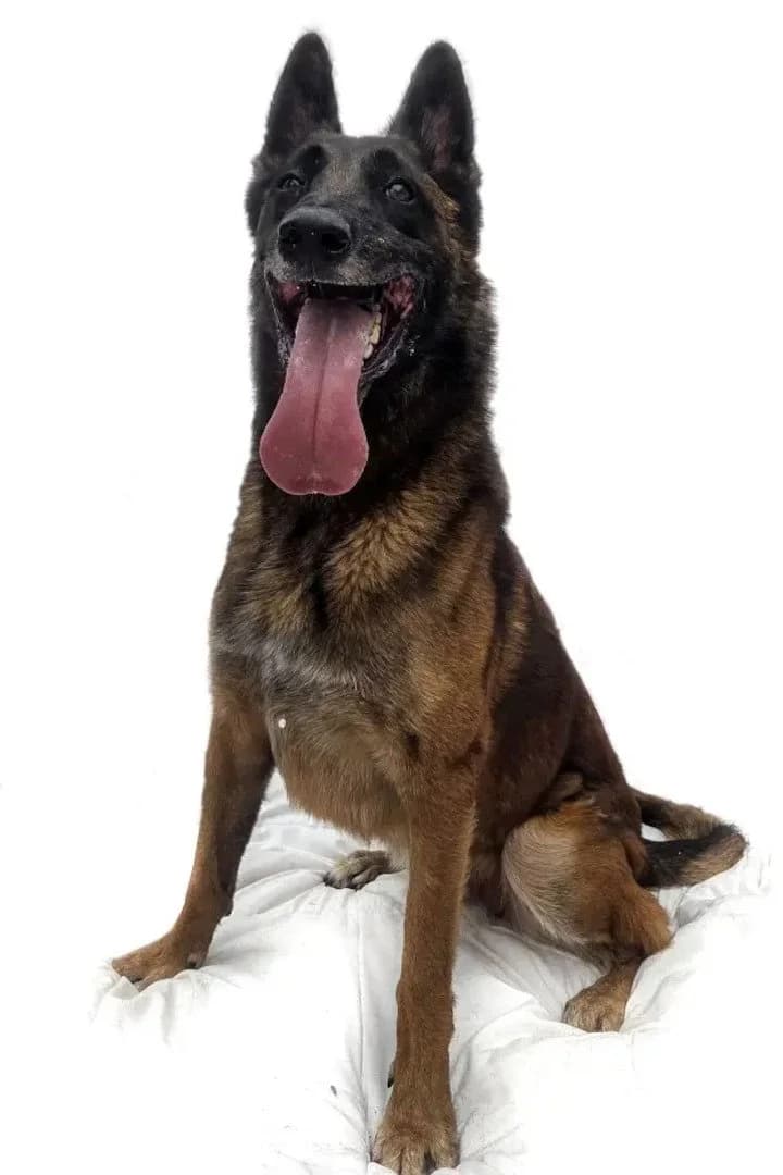 Jabba, male German Shepherd for adoption at Hands4Animals e.V., Töging