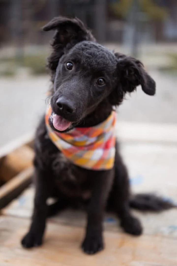 Jadro, male puppy German Shepherd for adoption at Hands4Animals e.V., Töging