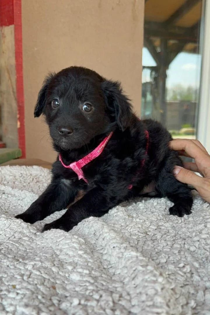 Jasmina, female puppy German Shepherd for adoption at Hands4Animals e.V., Töging