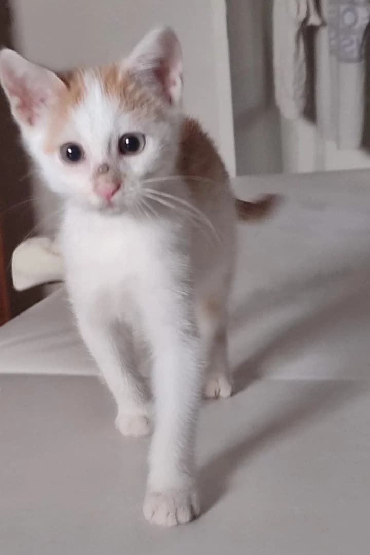 Jelly, male puppy Mixed Breed Cat for adoption at Hands4Animals e.V., Töging