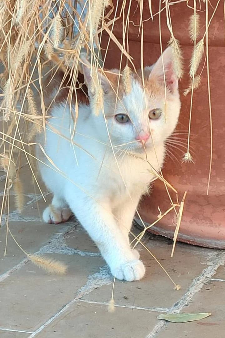 Jelly, male puppy Mixed Breed Cat for adoption at Hands4Animals e.V., Töging