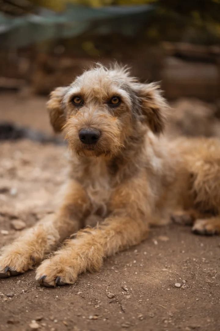 Jessy, female 3yo Mixed Breed for adoption at Hands4Animals e.V., Töging