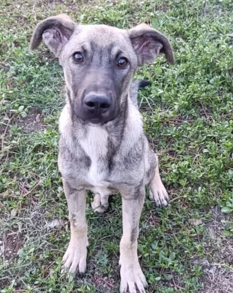 JOE (vorher Bao-Bao) in 29481 Karwitz, male young Mixed Breed for adoption at Hands4Animals e.V., Töging