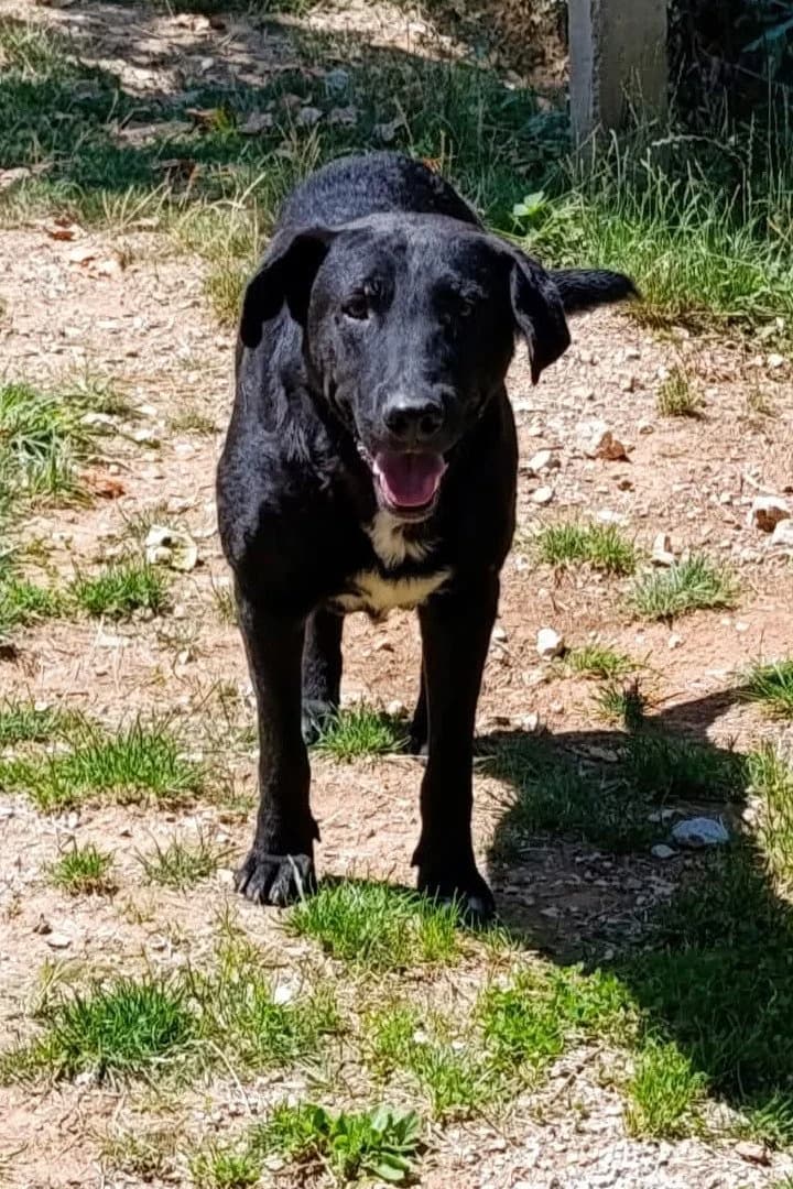 John, male 4yo Mixed Breed for adoption at Hands4Animals e.V., Töging