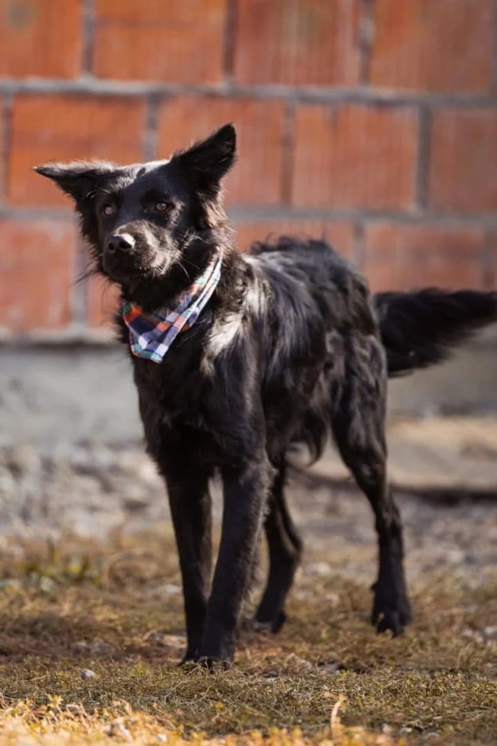 Johnny, male young German Shepherd for adoption at Hands4Animals e.V., Töging