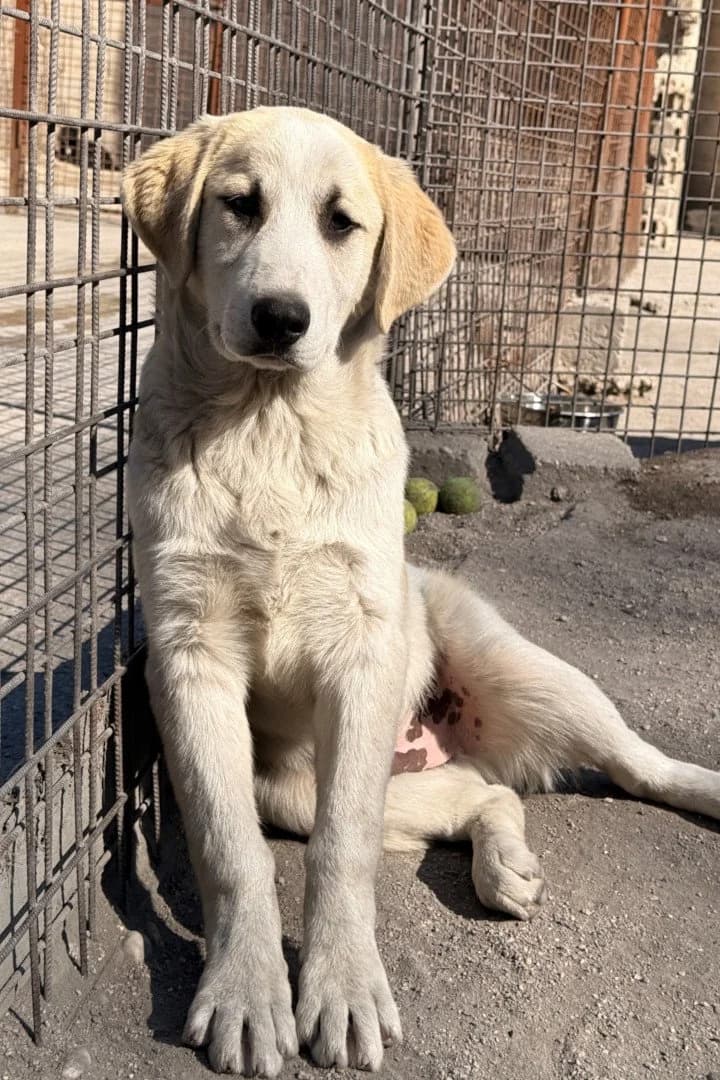 Joko, male young Mixed Breed for adoption at Hands4Animals e.V., Töging