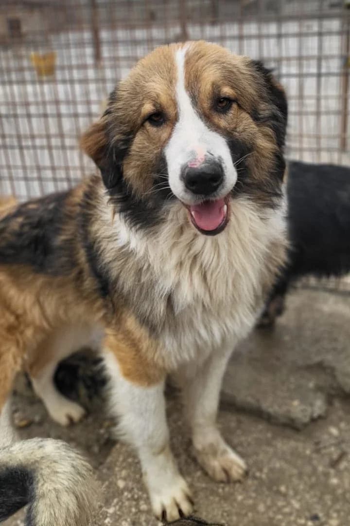 Jonesy, male young Mixed Breed for adoption at Hands4Animals e.V., Töging