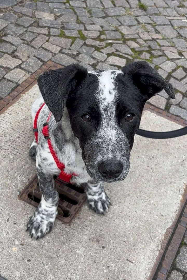 JONI in 04157 Leipzig, male puppy Mixed Breed for adoption at Hands4Animals e.V., Töging
