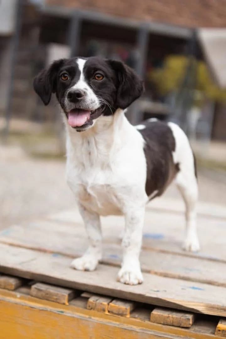 Jupi, female puppy Mixed Breed for adoption at Hands4Animals e.V., Töging