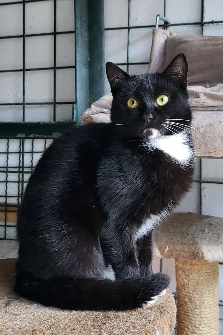 Kala, female puppy Mixed Breed Cat for adoption at Hands4Animals e.V., Töging