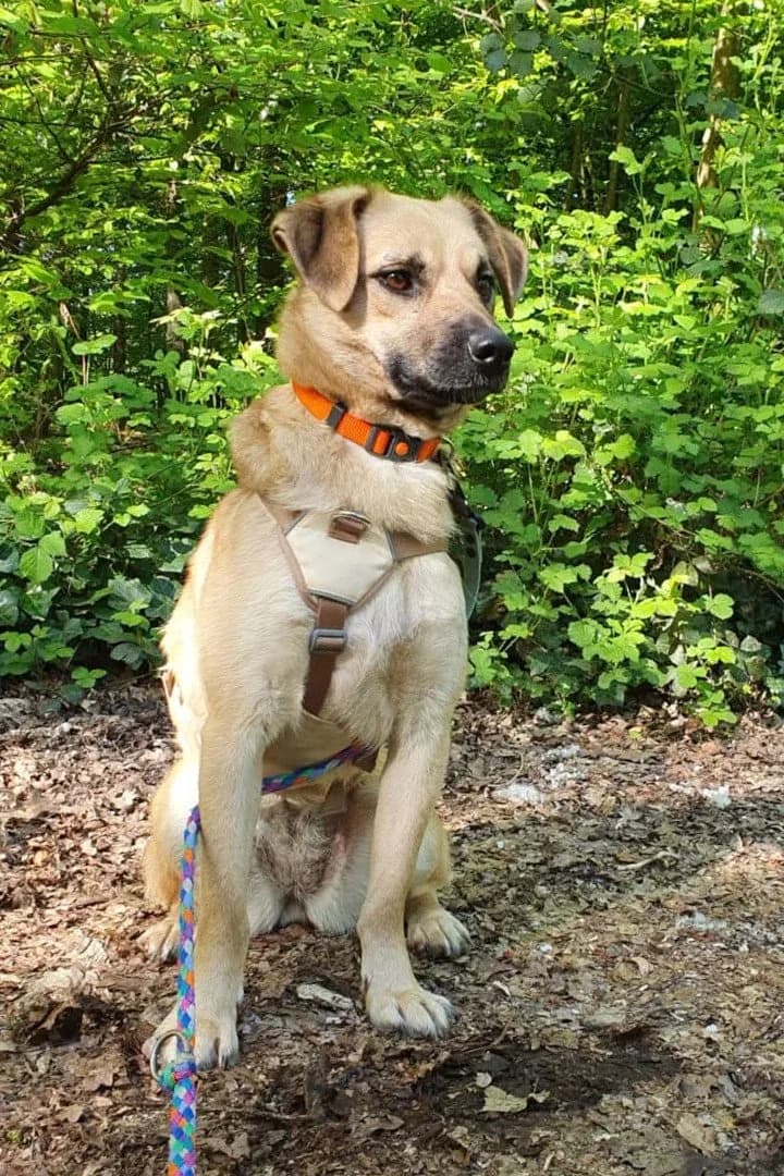 KARLA in 51503 Rösrath, female young Mixed Breed for adoption at Hands4Animals e.V., Töging