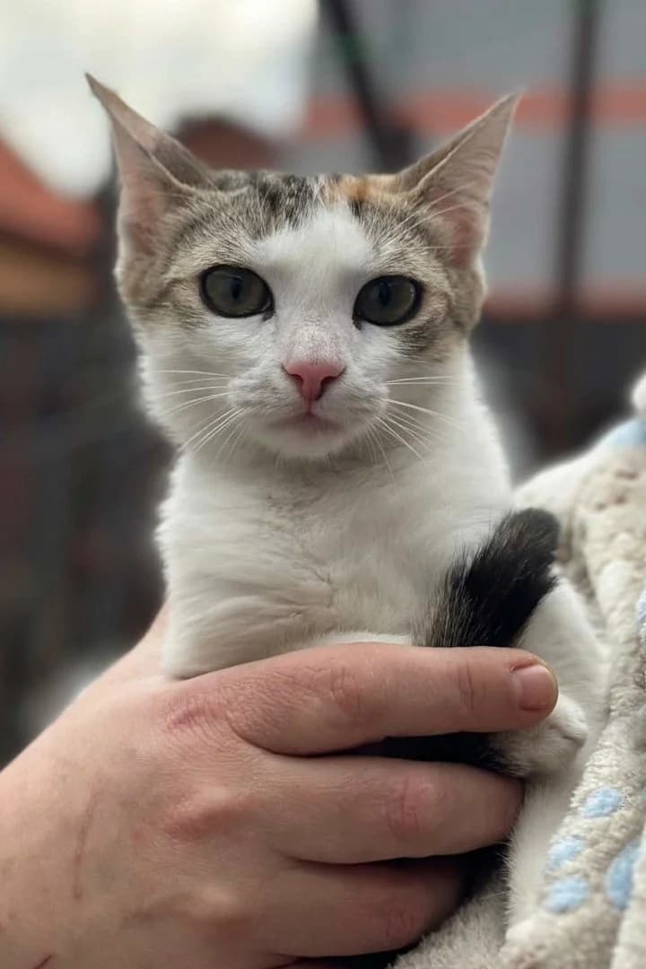 Katja, female puppy Mixed Breed Cat for adoption at Hands4Animals e.V., Töging