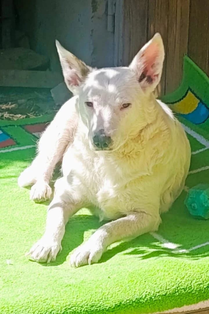 Kena, female 3yo Mixed Breed for adoption at Hands4Animals e.V., Töging
