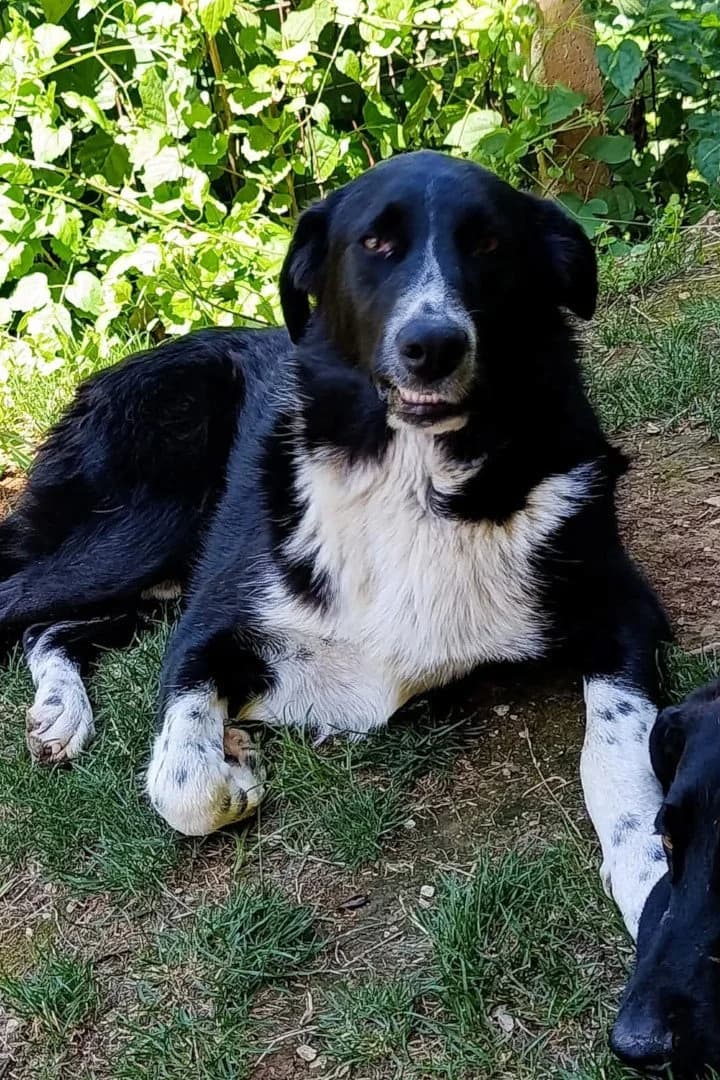 Kenzo, male young Mixed Breed for adoption at Hands4Animals e.V., Töging