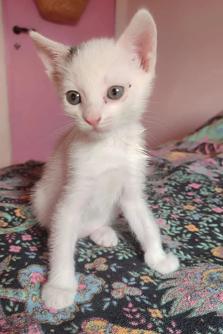 Kiki, female puppy Mixed Breed Cat for adoption at Hands4Animals e.V., Töging