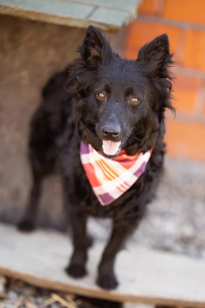 Kimi, female young German Shepherd for adoption at Hands4Animals e.V., Töging