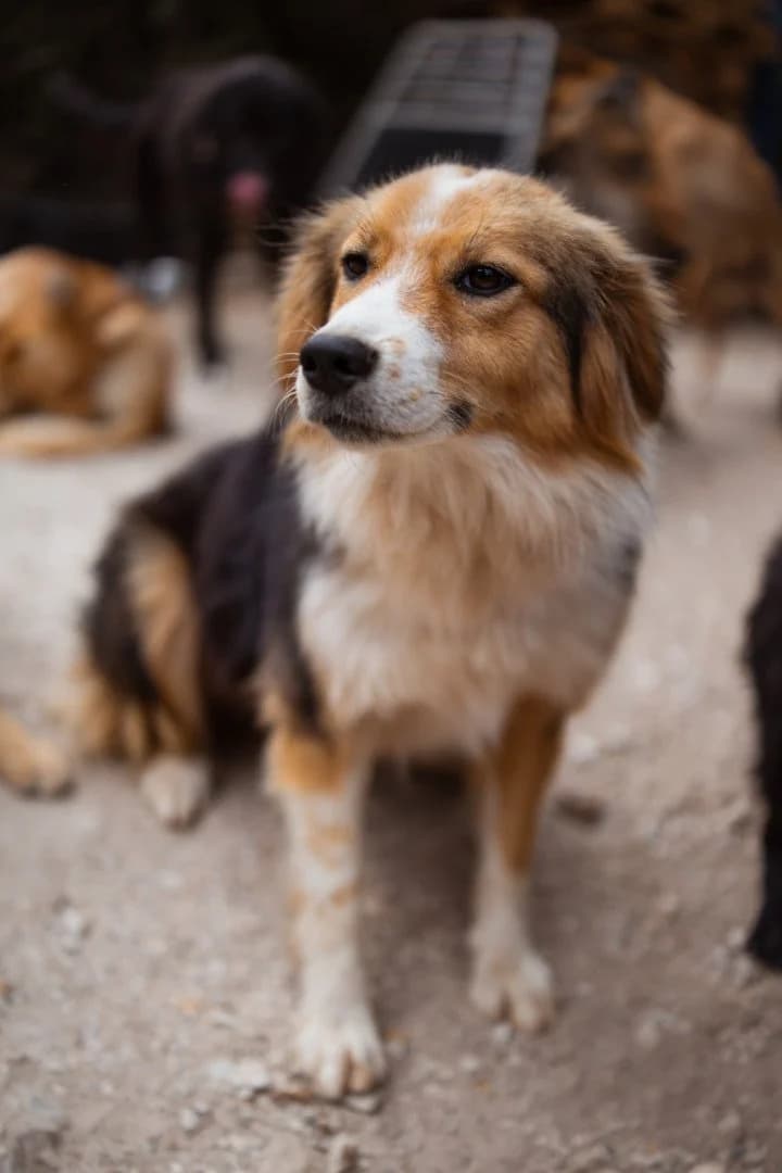 Kira, female 3yo Mixed Breed for adoption at Hands4Animals e.V., Töging